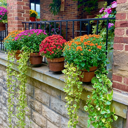 30-Second Install Railing Plant Hanger — No Tools Needed