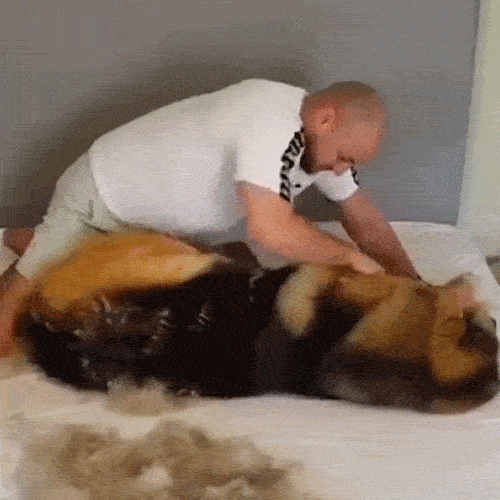 Pet Pro Grooming Tool: Pain-Free Grooming in Just 5 Minutes